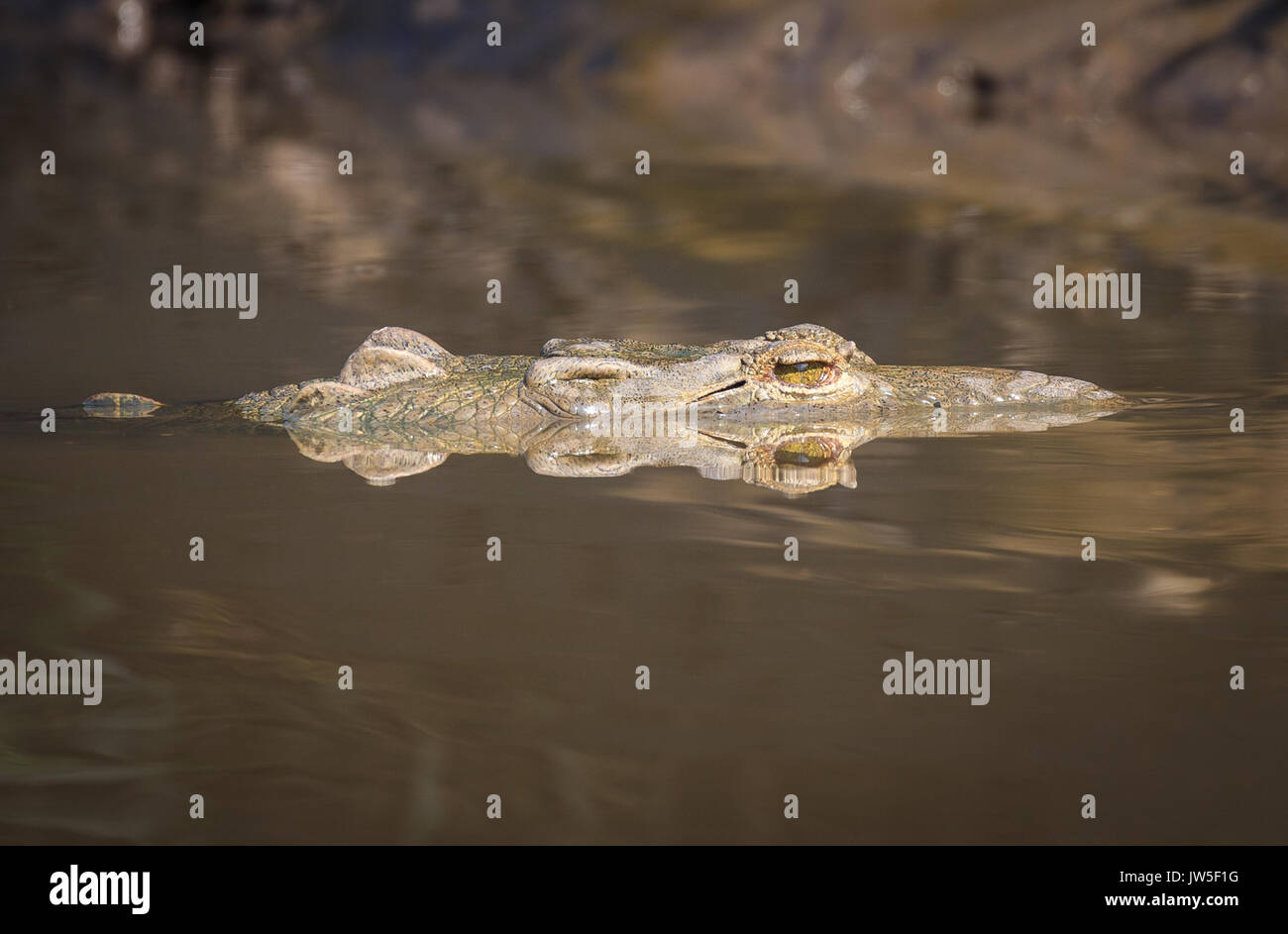 Reptiles living in rivers hires stock photography and images Alamy