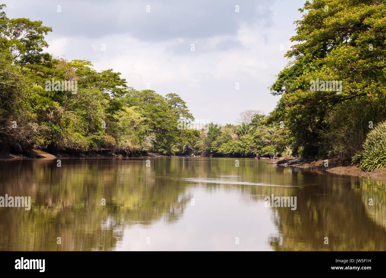 Reptiles living in rivers hires stock photography and images Alamy