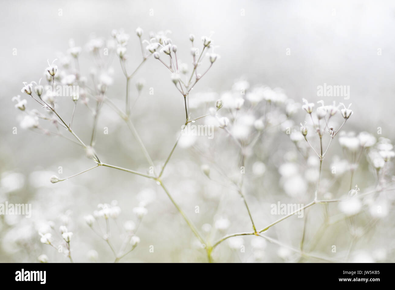 Small Defocused White Flowers (Gypsophila) as Natural Background Stock Photo