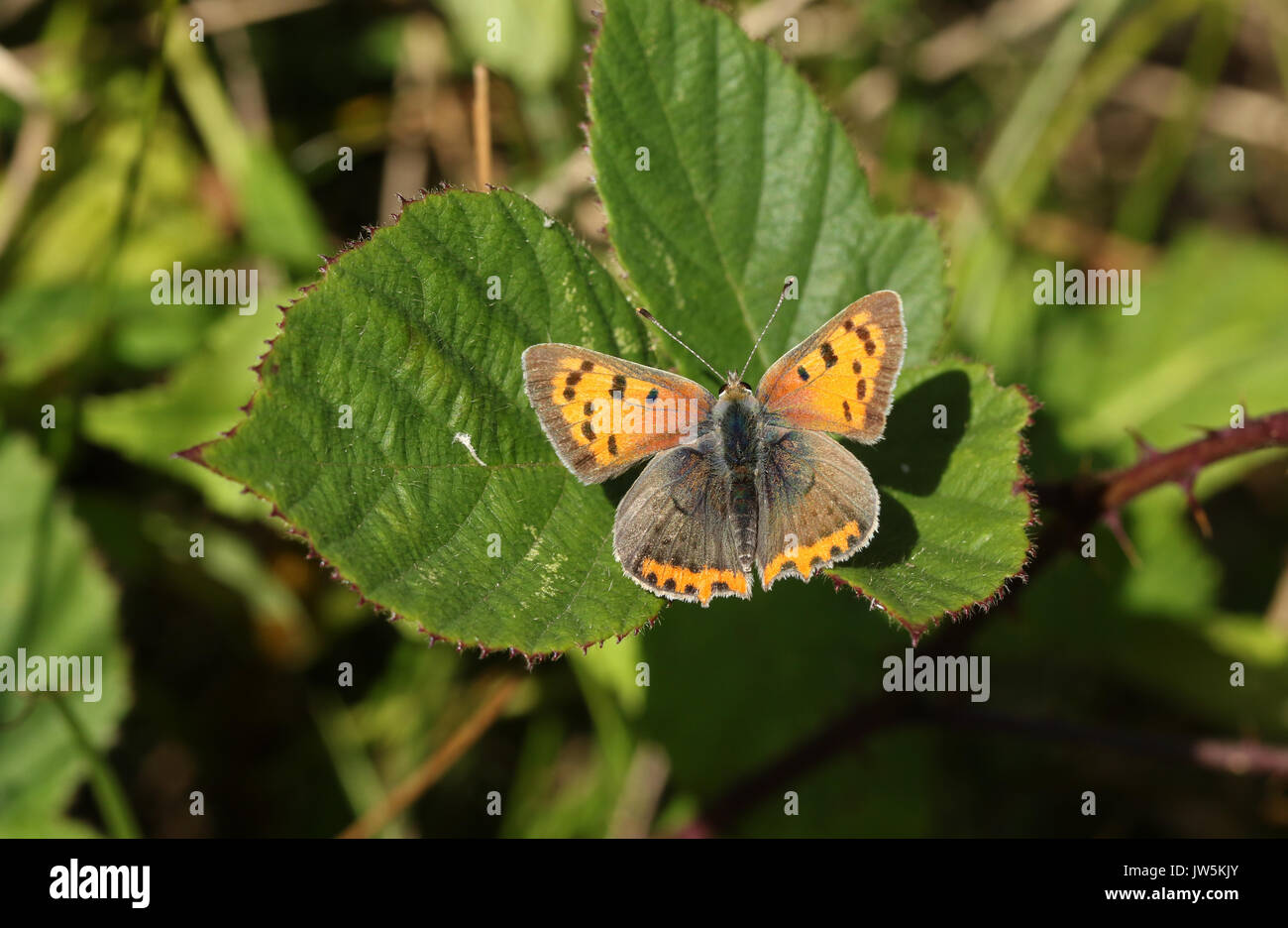 A Small Copper Butterfly (Lycaena phlaeas) perched on a leaf. Stock Photo