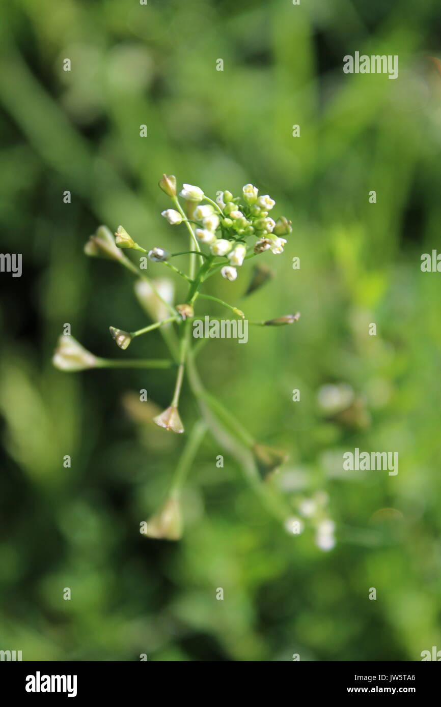 English weed close up hi-res stock photography and images - Alamy