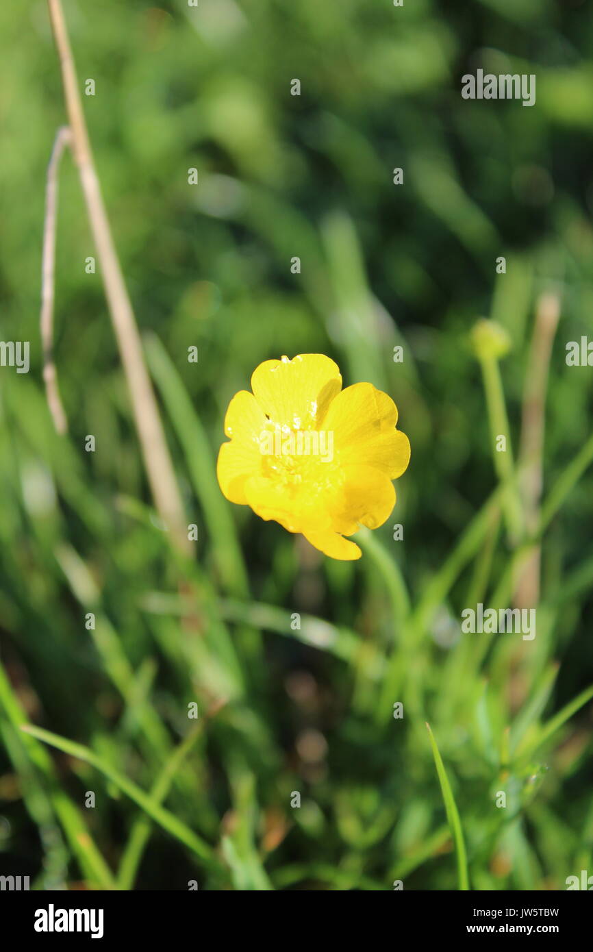 close up of buttercup flower Stock Photo