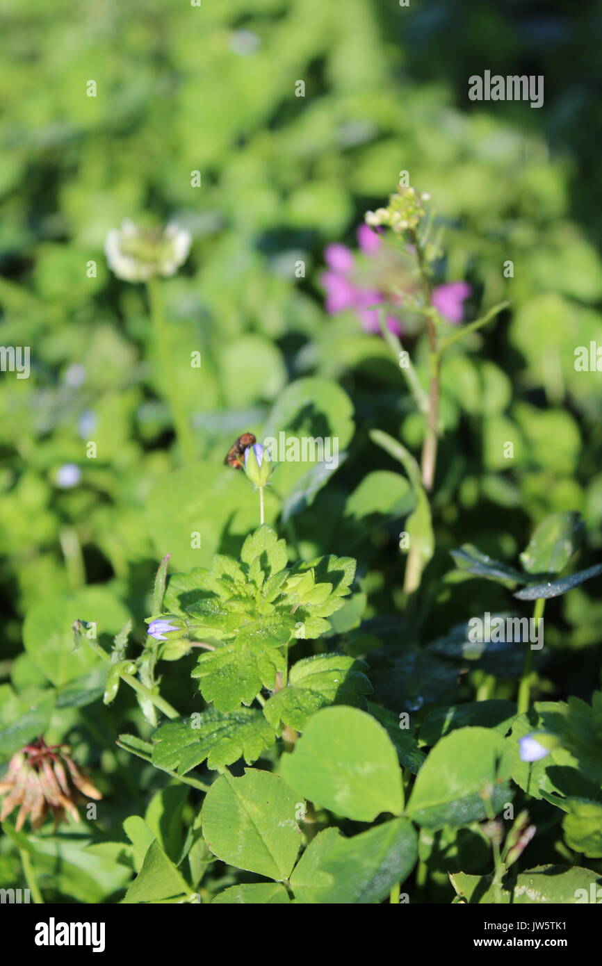 group of growing wildflowers white clover, blue speedwell and purple dead nettle Stock Photo