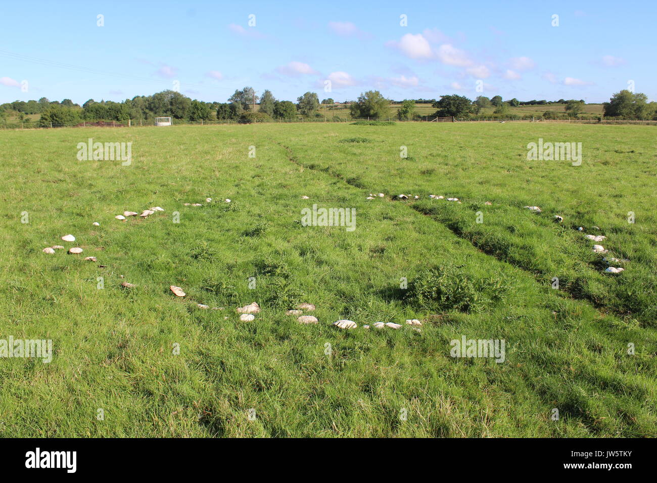 fairy circle of horse mushrooms in grass Stock Photo