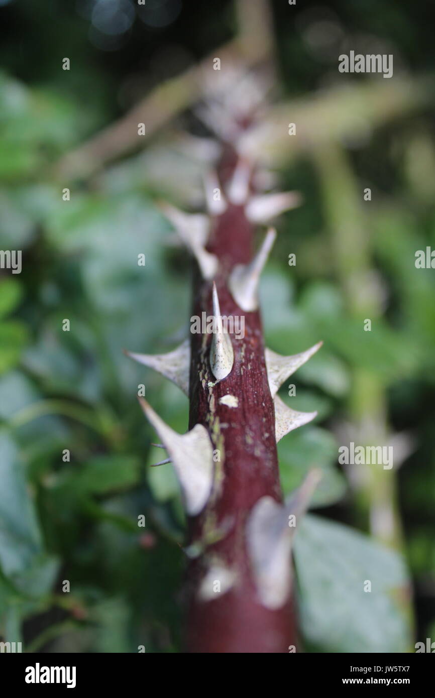 Thorn hedge hires stock photography and images Alamy