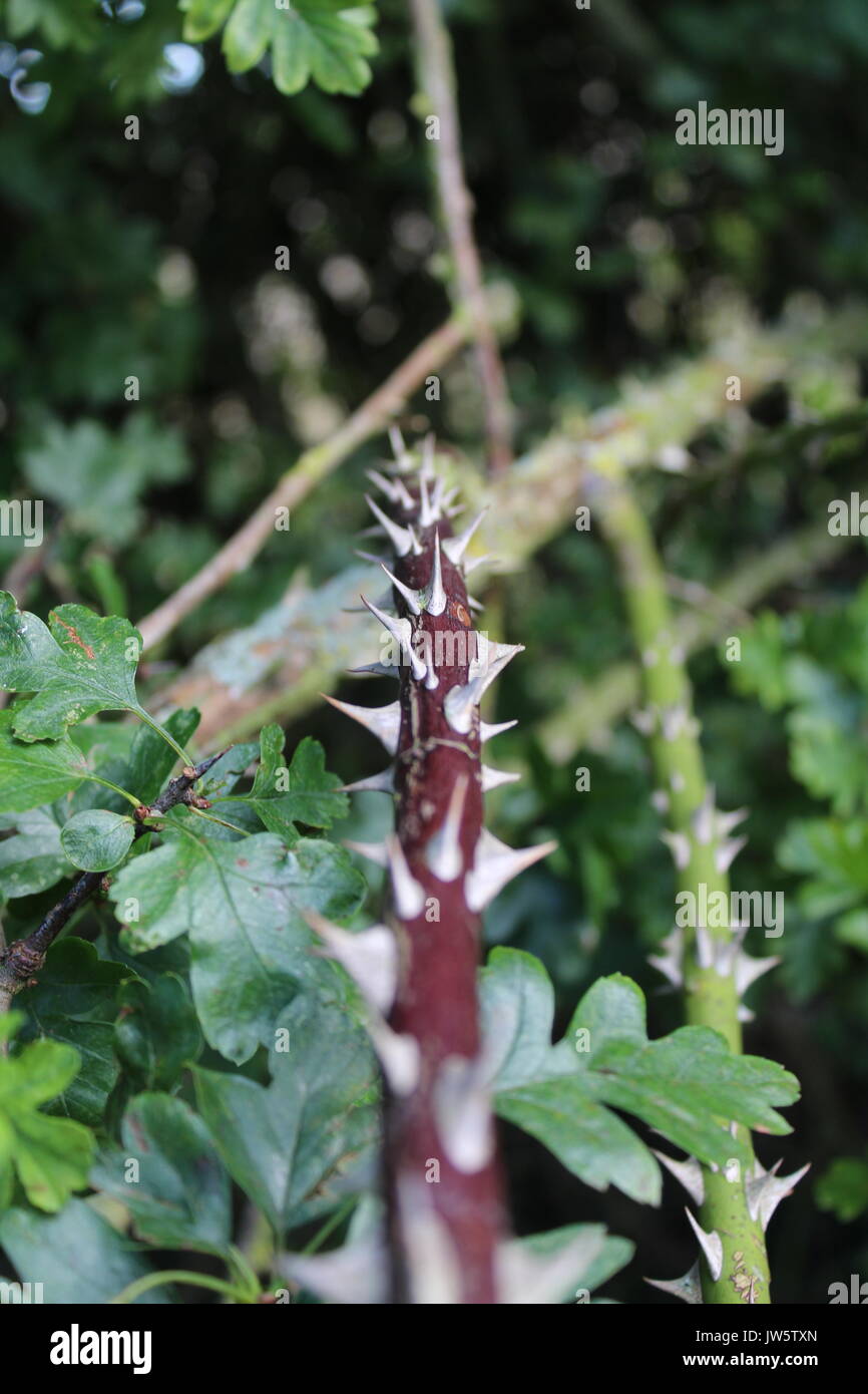 Thorny brambles hires stock photography and images Alamy
