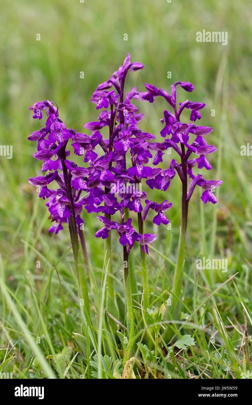 A group of Green-winged Orchid (Orchis morio), Eifel, Germany. Stock Photo