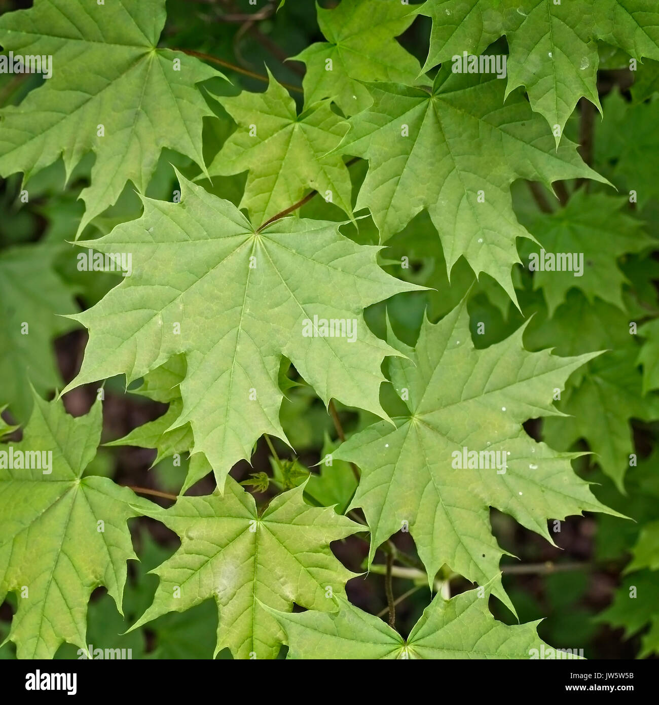 Norway Maple leaves, (Acer platanoides), Eifel, Germany. Stock Photo