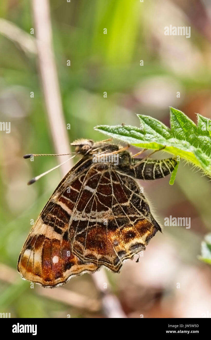 Map butterfly (Araschnia levana), female egglaying, ovipositing, on