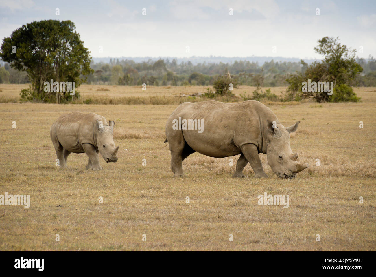 White rhinoceros and calf grazing, Ol Pejeta Conservancy, Kenya Stock Photo