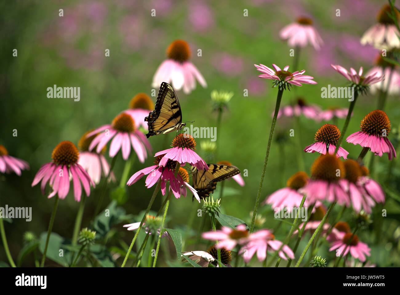 Garden butterflies hi-res stock photography and images - Alamy