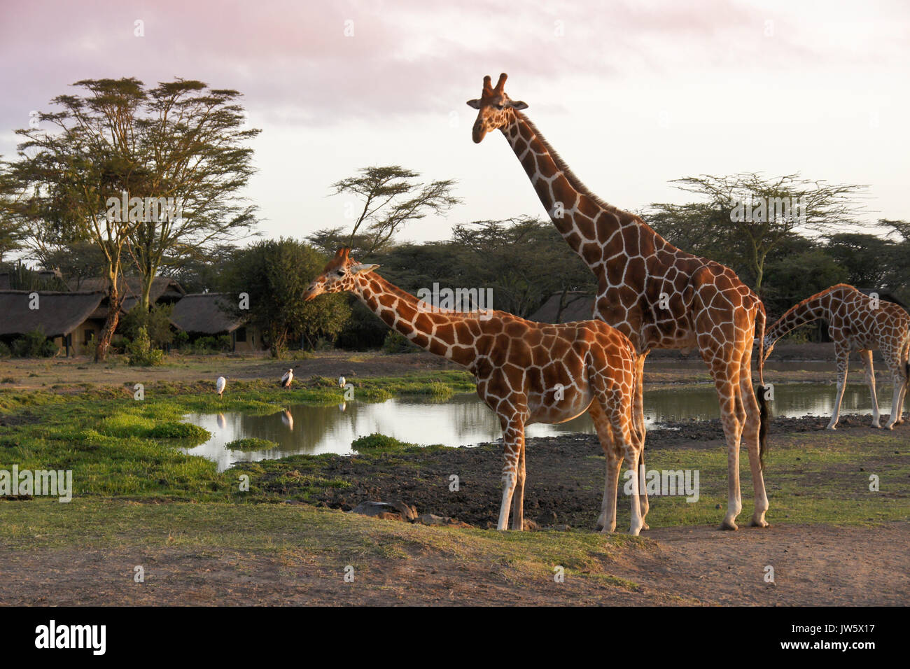 Reticulated giraffes at waterhole, Serena Sweetwaters tented camp, Ol Pejeta Conservancy, Kenya Stock Photo
