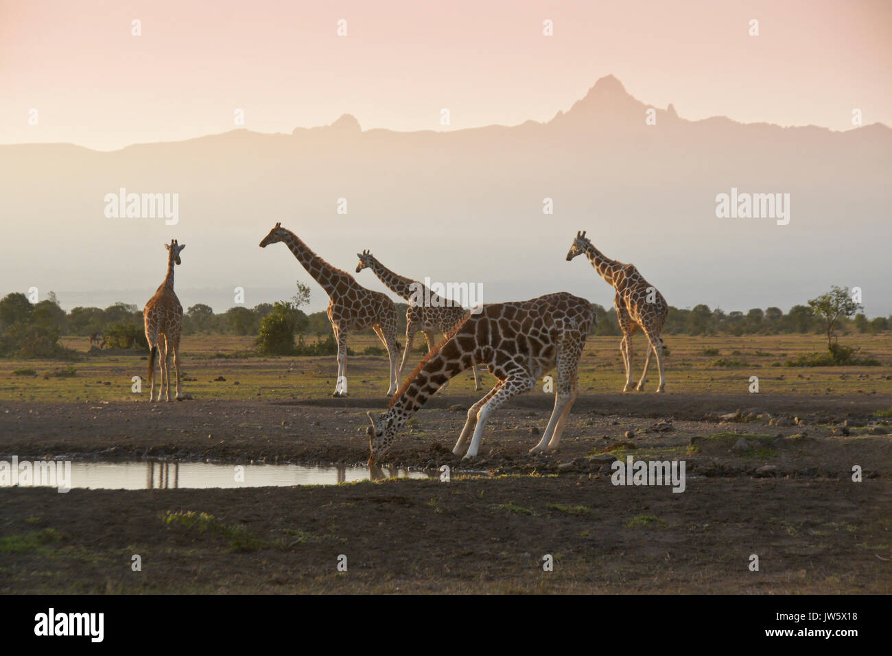 Reticulated giraffes at waterhole beneath the peaks of Mount Kenya at dawn, Ol Pejeta Conservancy, Kenya Stock Photo