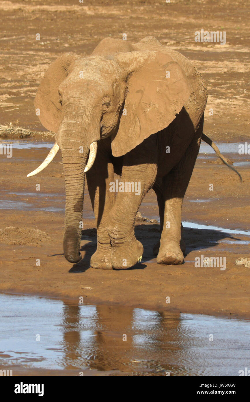 Elephant drinking at Ewaso (Uaso) Nyiro River, Samburu Game Reserve, Kenya Stock Photo
