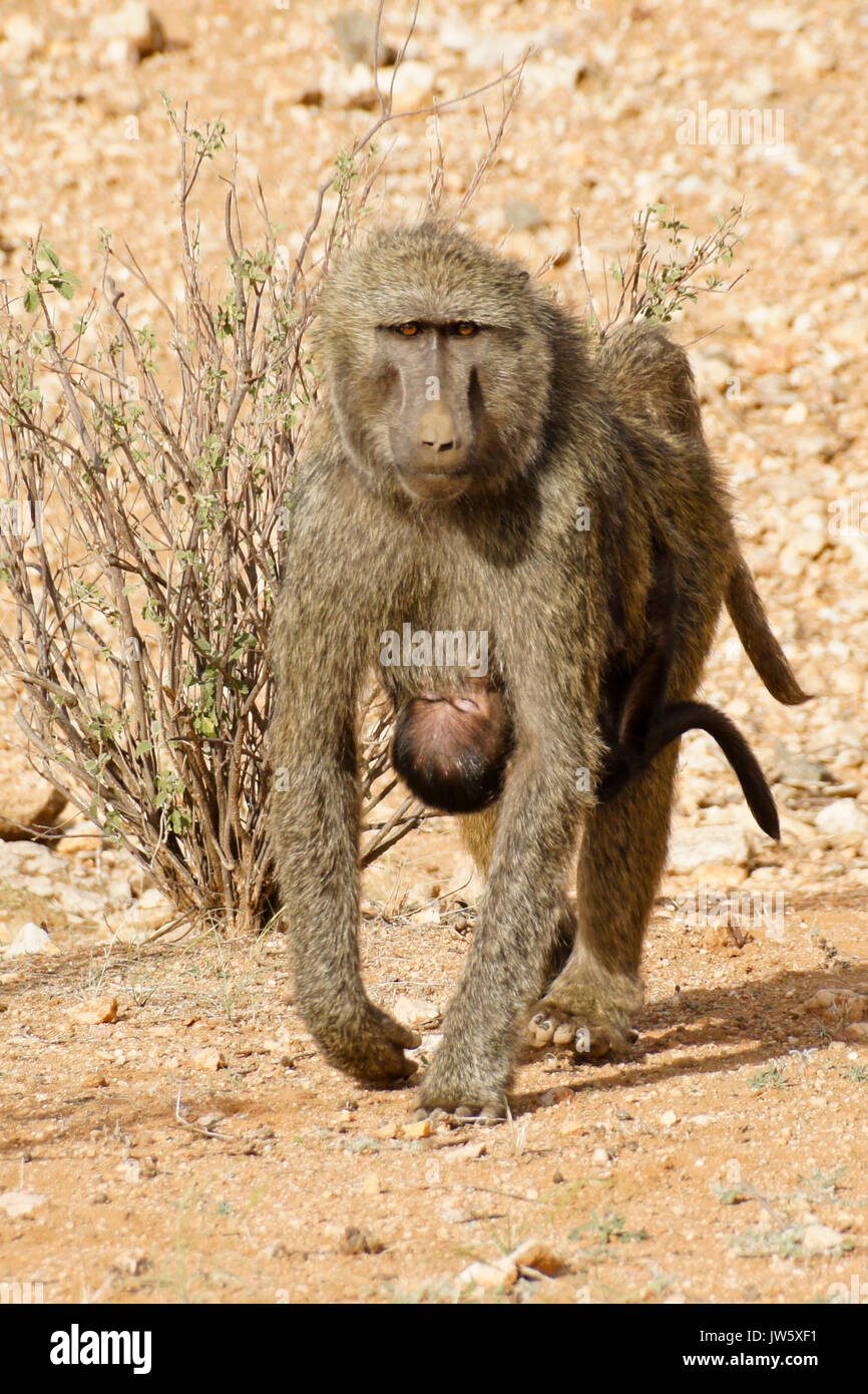 Female olive baboon with baby hanging on underneath, Samburu Game Reserve, Kenya Stock Photo