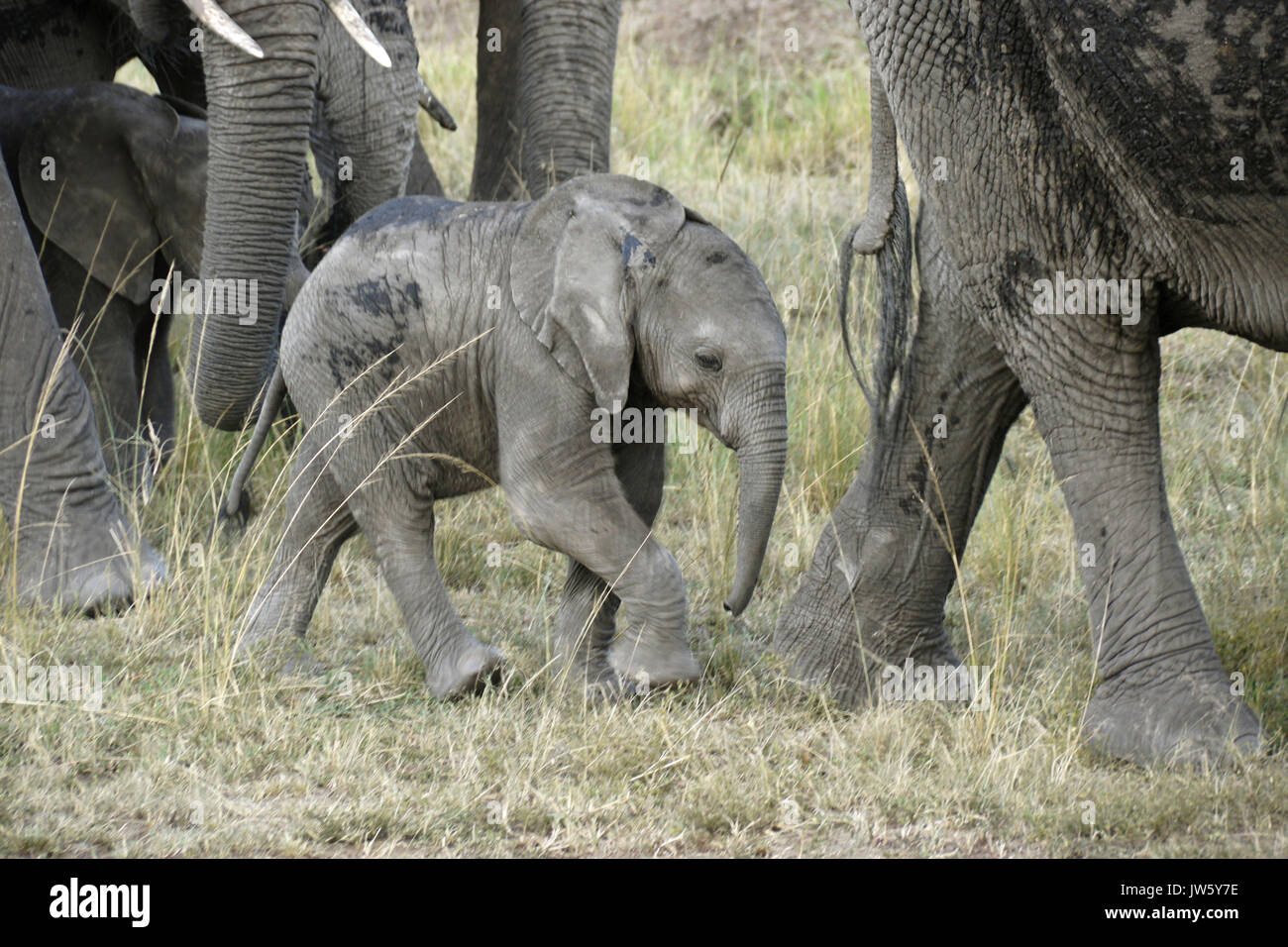 Tiny elephant calf walking with its family, Masai Mara Game Reserve ...