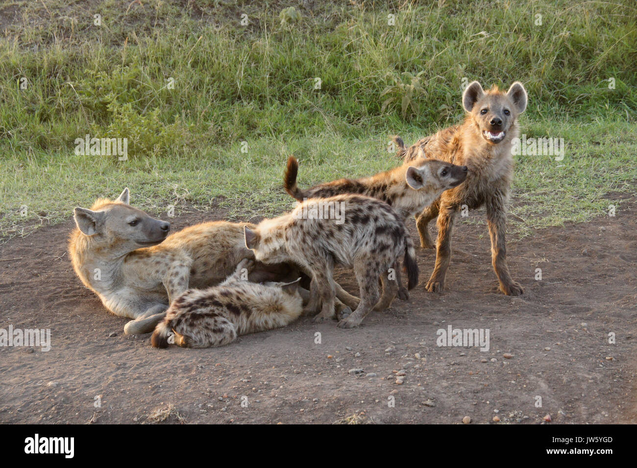 Female spotted hyenas with cubs, Masai Mara Game Reserve, Kenya Stock Photo