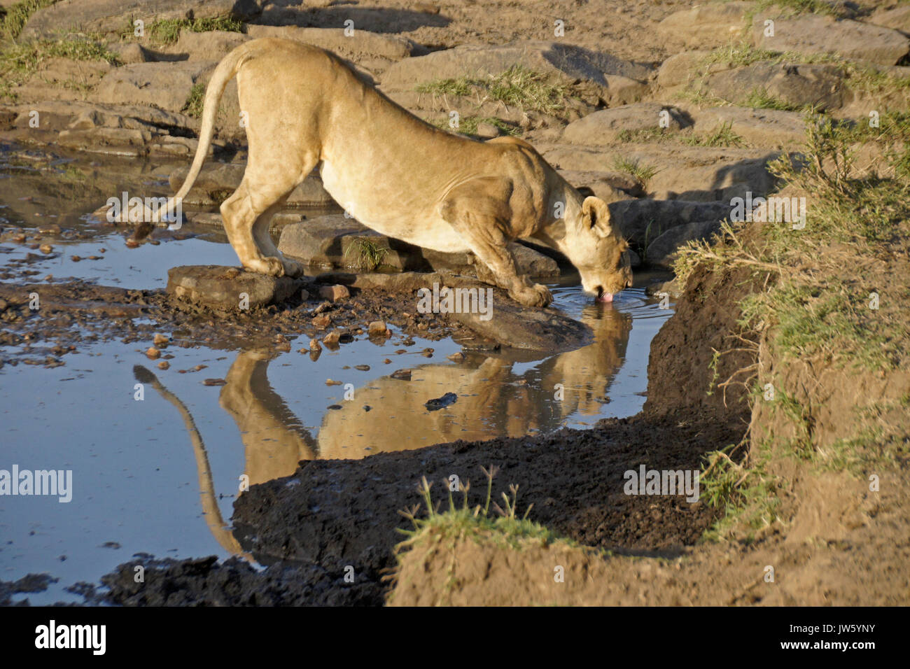 Lioness drinking at pool of water in rocky area, Masai Mara Game Reserve, Kenya Stock Photo