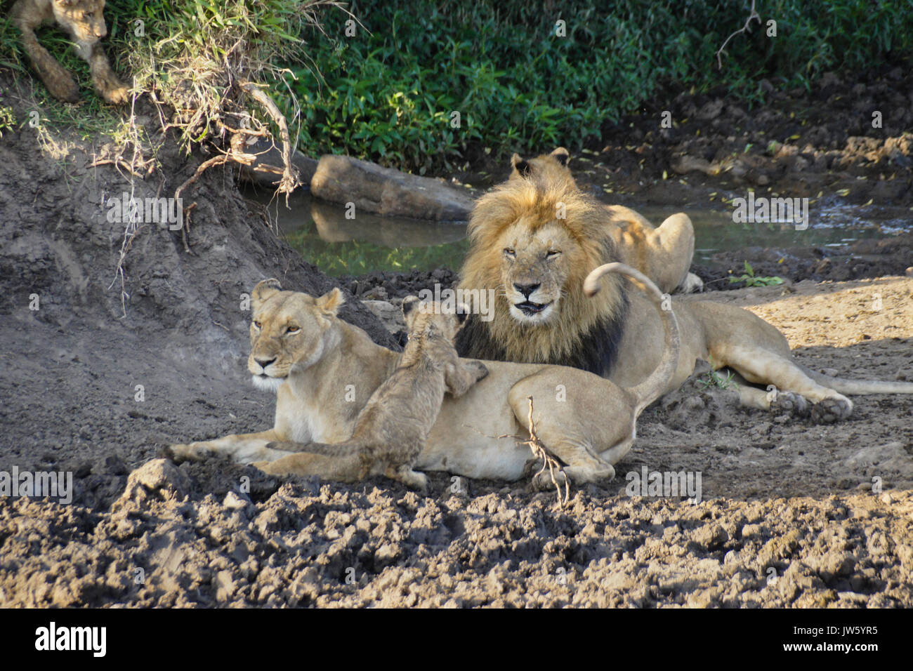 Lion pride resting, Masai Mara Game Reserve, Kenya Stock Photo