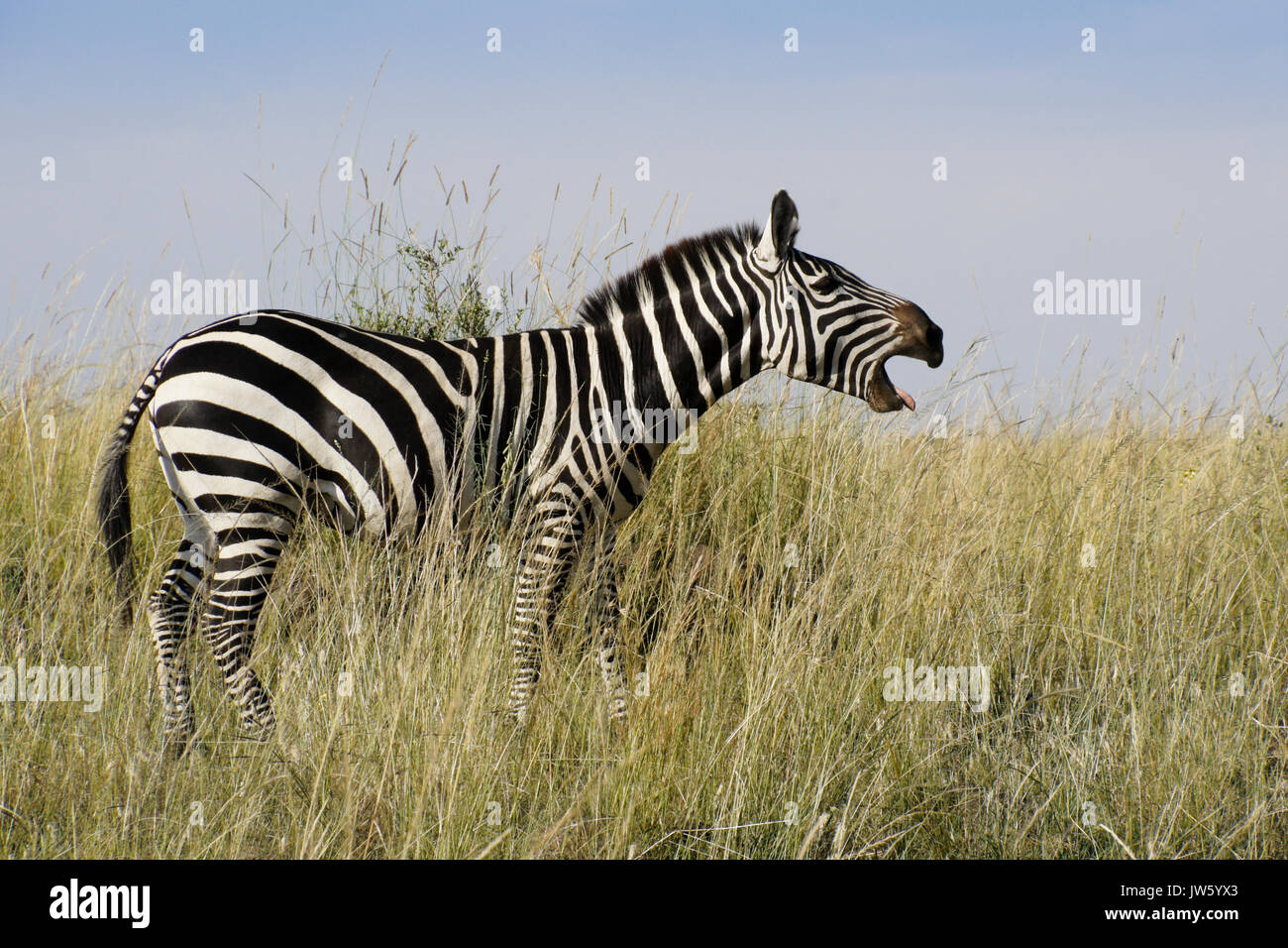 Burchell's (common or plains) zebra vocalizing, Masai Mara Game Reserve, Kenya Stock Photo