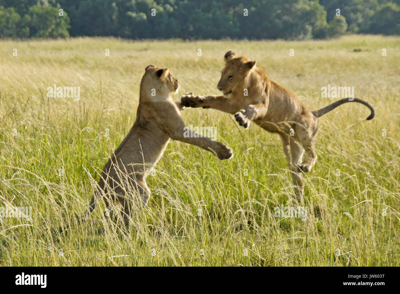 Lion cubs playing in long grass, Masai Mara Game Reserve, Kenya Stock Photo