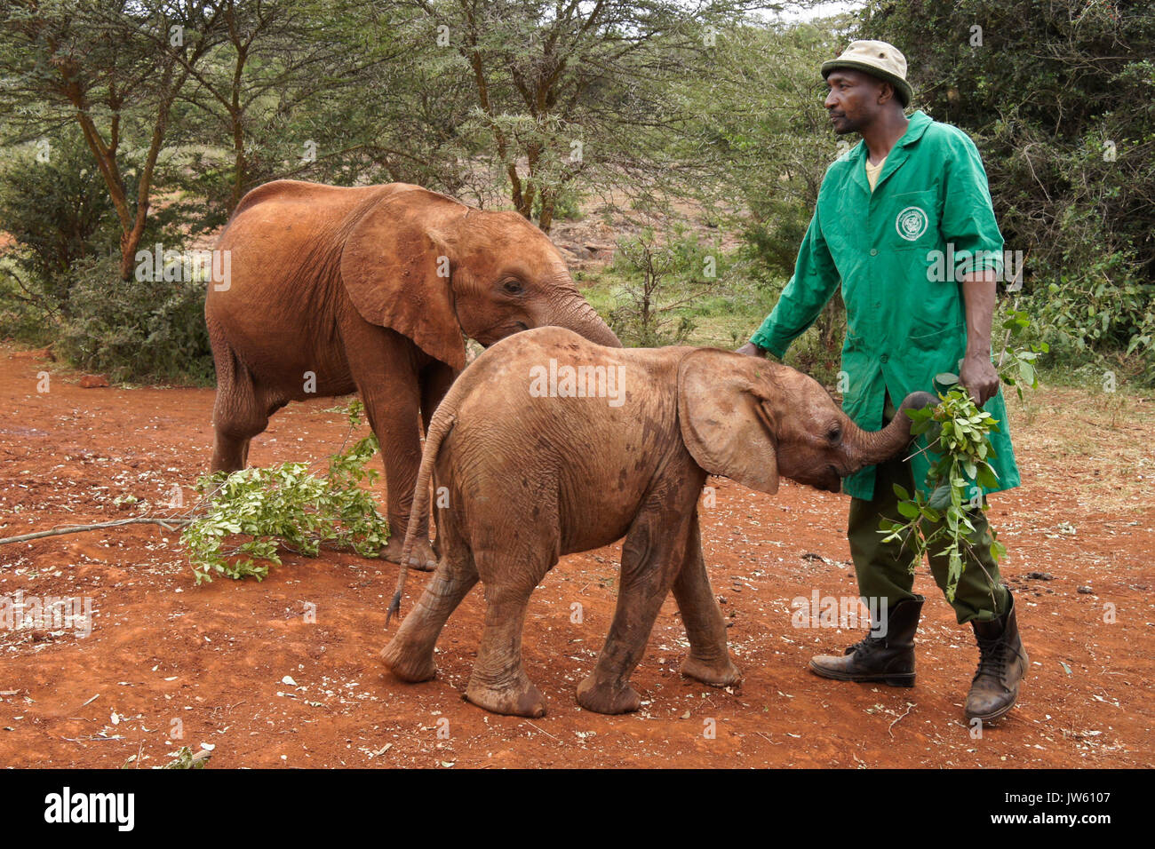 Caretaker feeding leaves to orphaned baby elephant, Sheldrick Wildlife