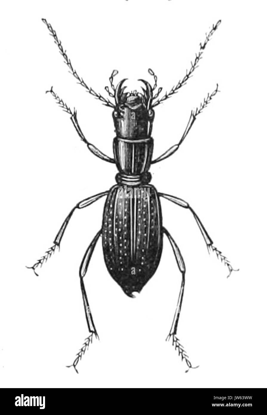 Amblycheila cylindriformis Stock Photo