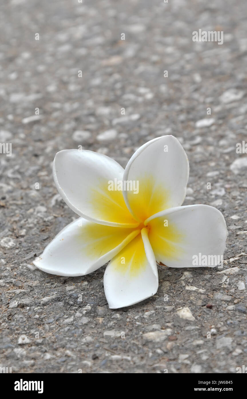 Plumeria (common name Frangipani) is a genus of flowering plants of the family which includes Dogbane: the Apocynaceae. Stock Photo