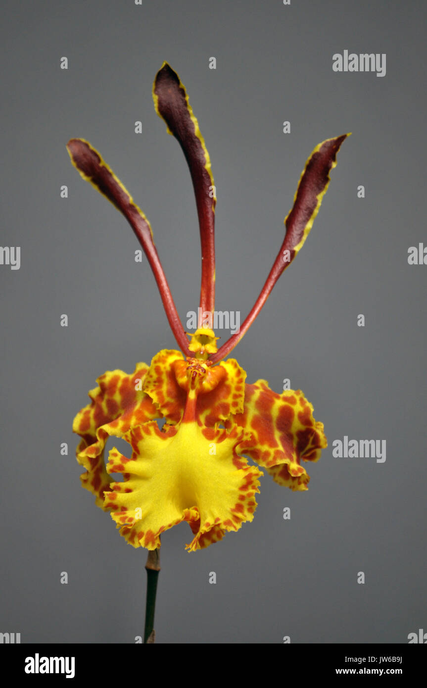 Oncidium croesus is a species of orchid endemic to Brazil Stock Photo