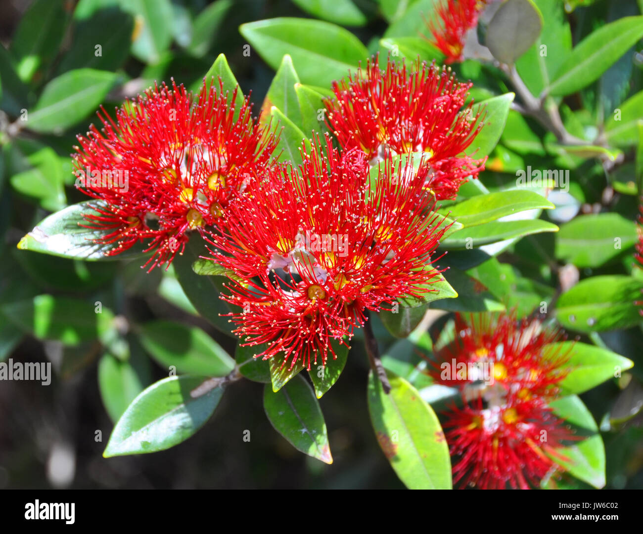 Pohutukawa flowers and leaves. Also  known as New Zealand's Christmas Tree because it typically comes into full bloom on Christmas day. An immportant  Stock Photo