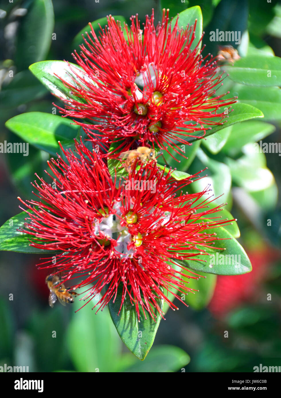 Pohutukawa - Closeup of two flowers, leaves and bees. Also  known as New Zealand's Christmas Tree because it typically comes into full bloom on Christ Stock Photo
