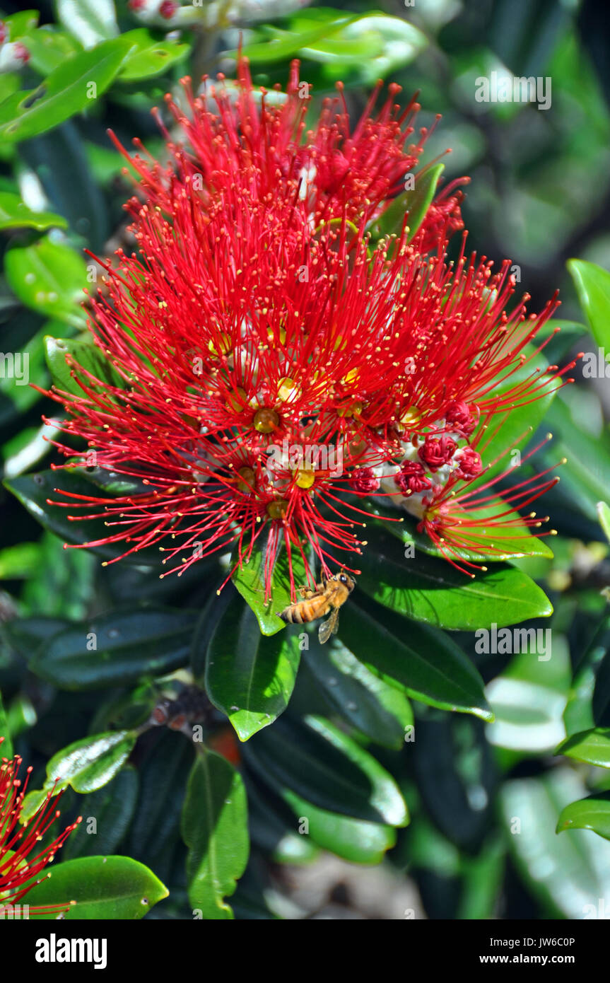 Pohutukawa - Closeup of single flower, leaves and a bee. Also  known as New Zealand's Christmas Tree because it typically comes into full bloom on Chr Stock Photo