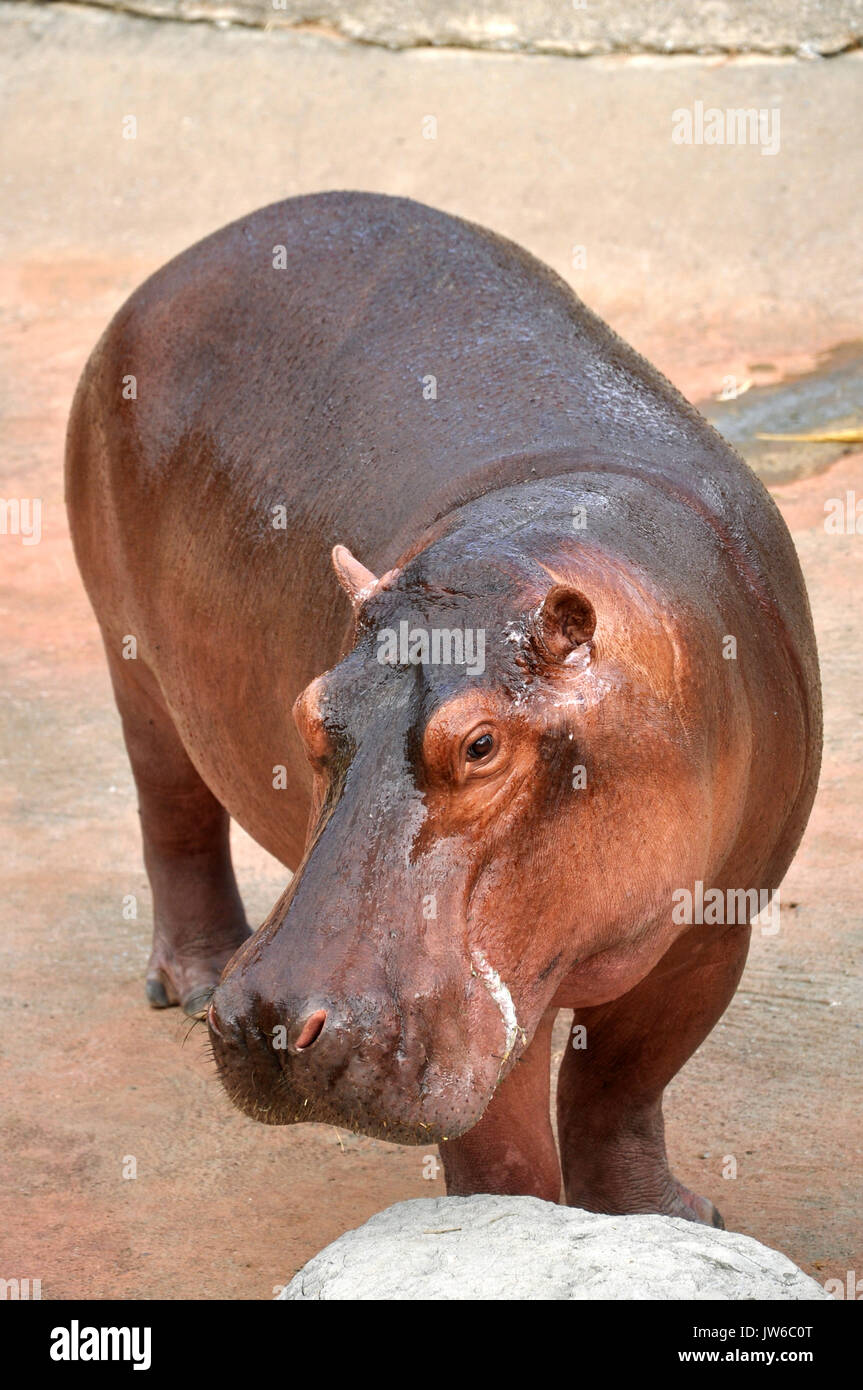 The hippopotamus is semi-aquatic, inhabiting rivers and lakes where territorial bulls preside over a stretch of river and groups of 5 to 30 females an Stock Photo