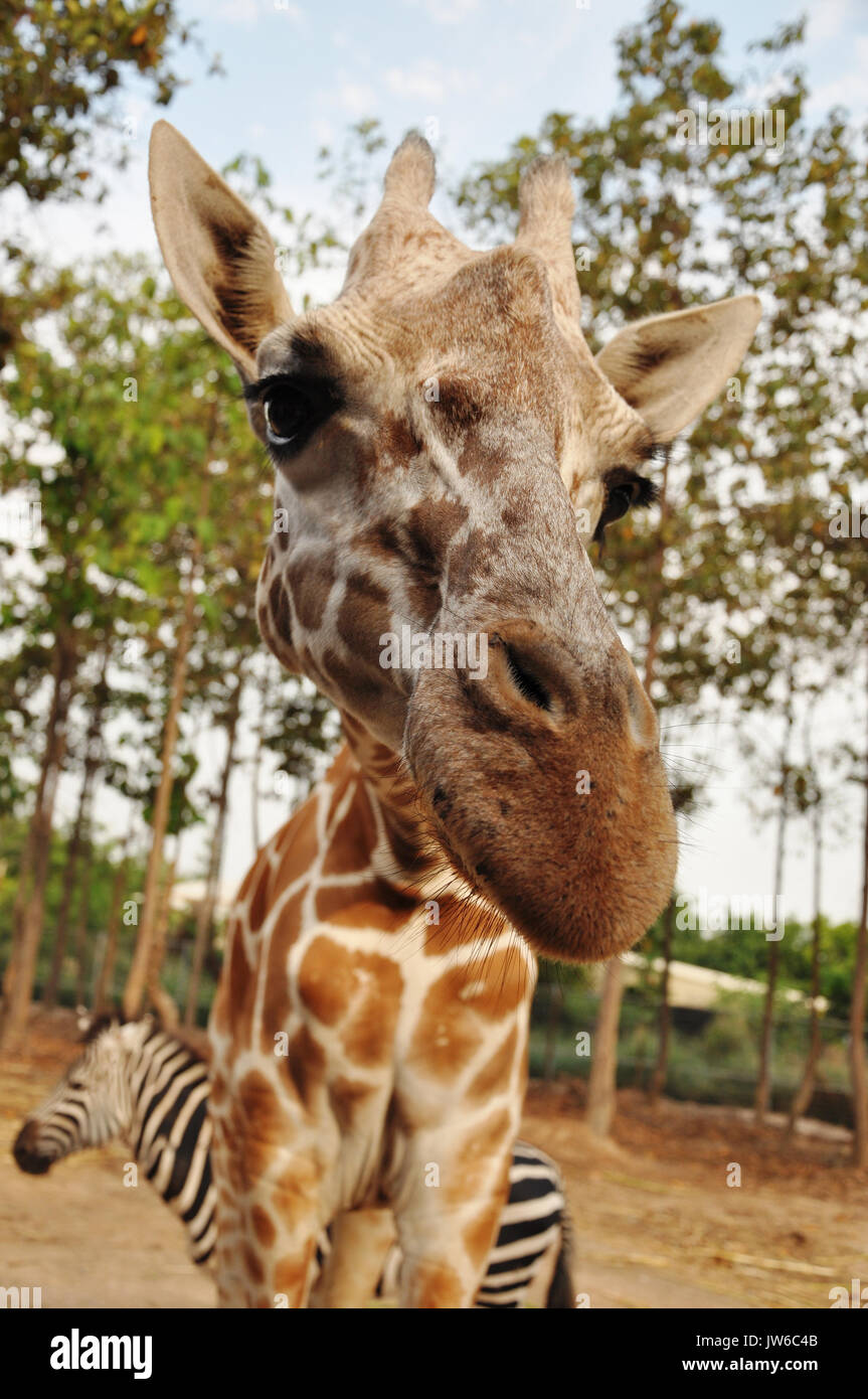 The giraffe is related to other even-toed ungulates, such as deer and cattle, but is placed in a separate family, the Giraffidae, consisting of only t Stock Photo