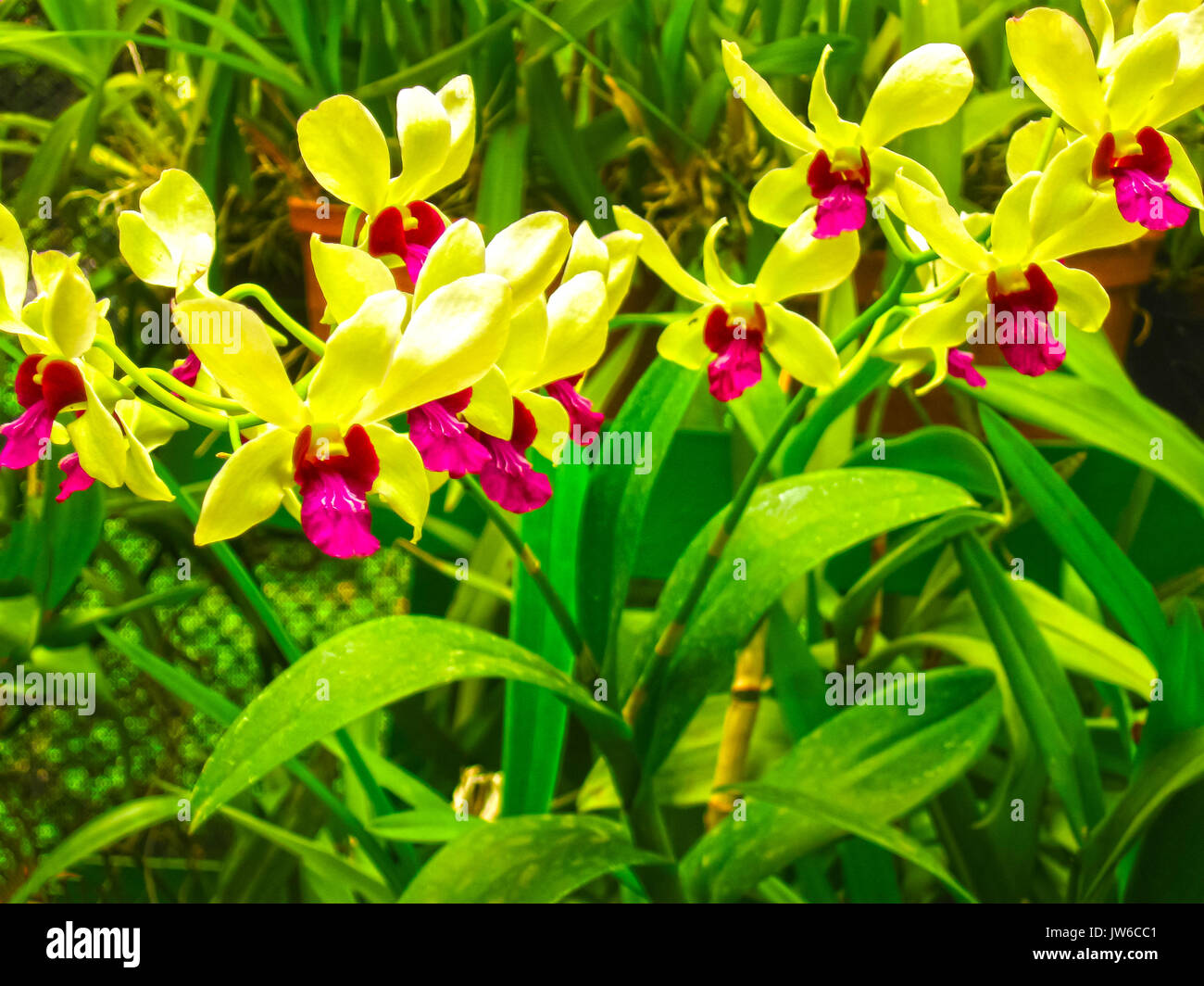 White orchid phalaenopsis Stock Photo Alamy