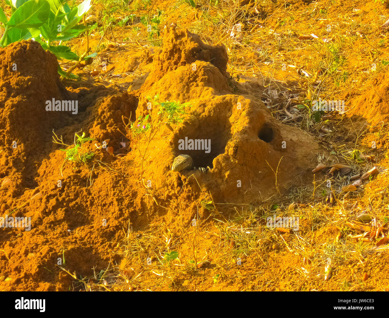 Large termite nest hires stock photography and images Alamy