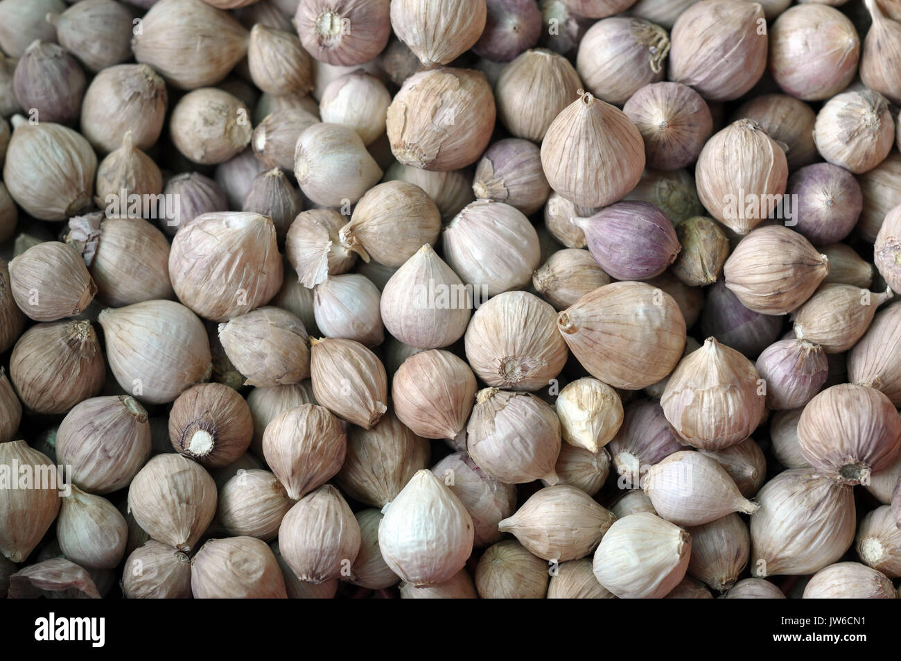 Garlic is easy to grow and can be grown yearround in mild climates