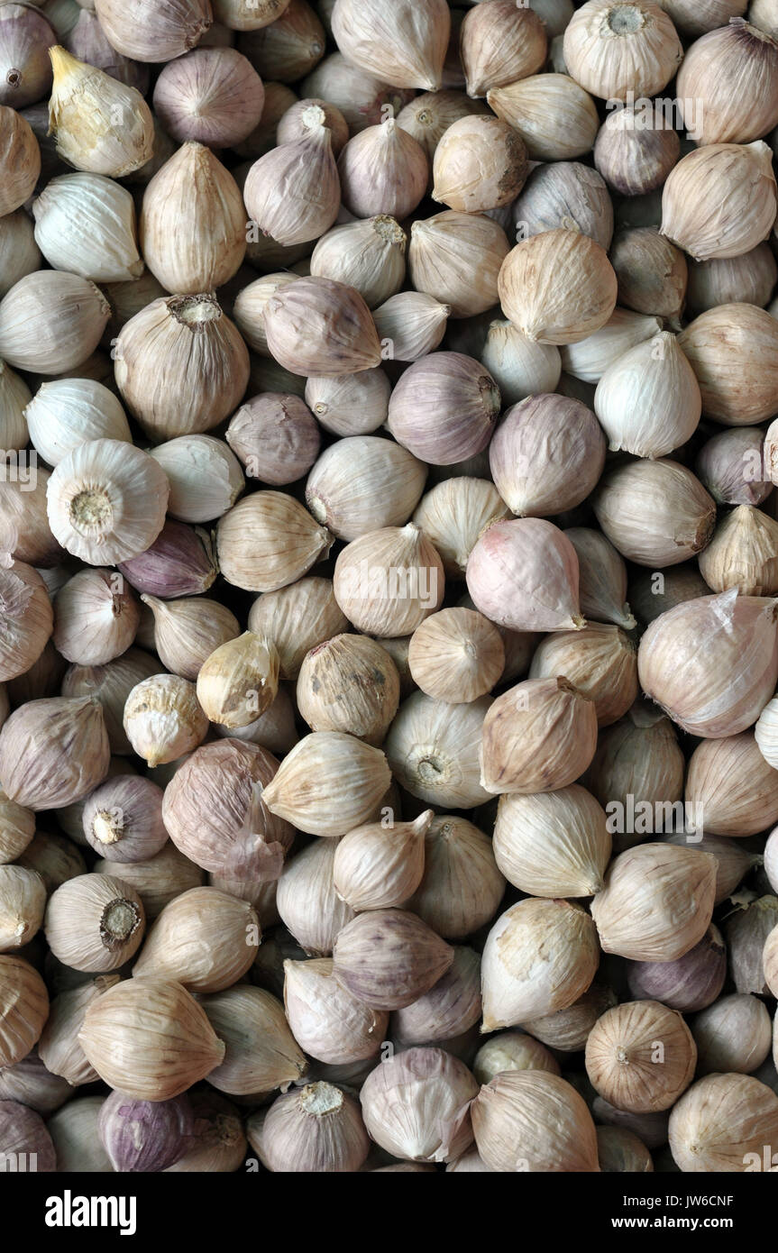 Garlic is easy to grow and can be grown yearround in mild climates