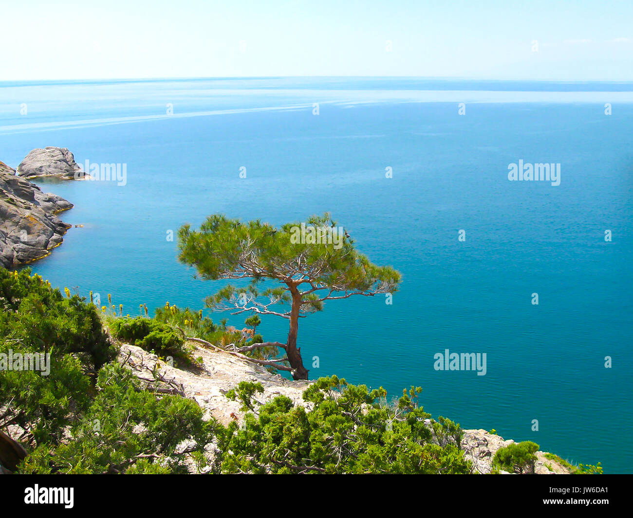 Pine tree next to sea Stock Photo - Alamy