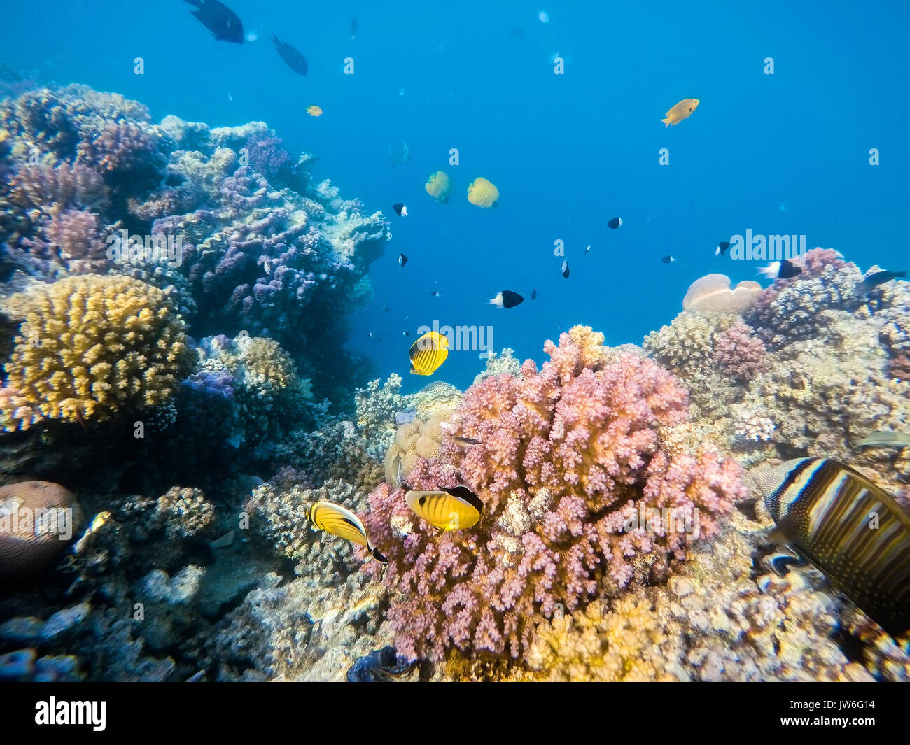 school of fish with Blacktail butterflyfish and sailfin tang on coral garden in red sea, Marsa Alam, Egypt Stock Photo