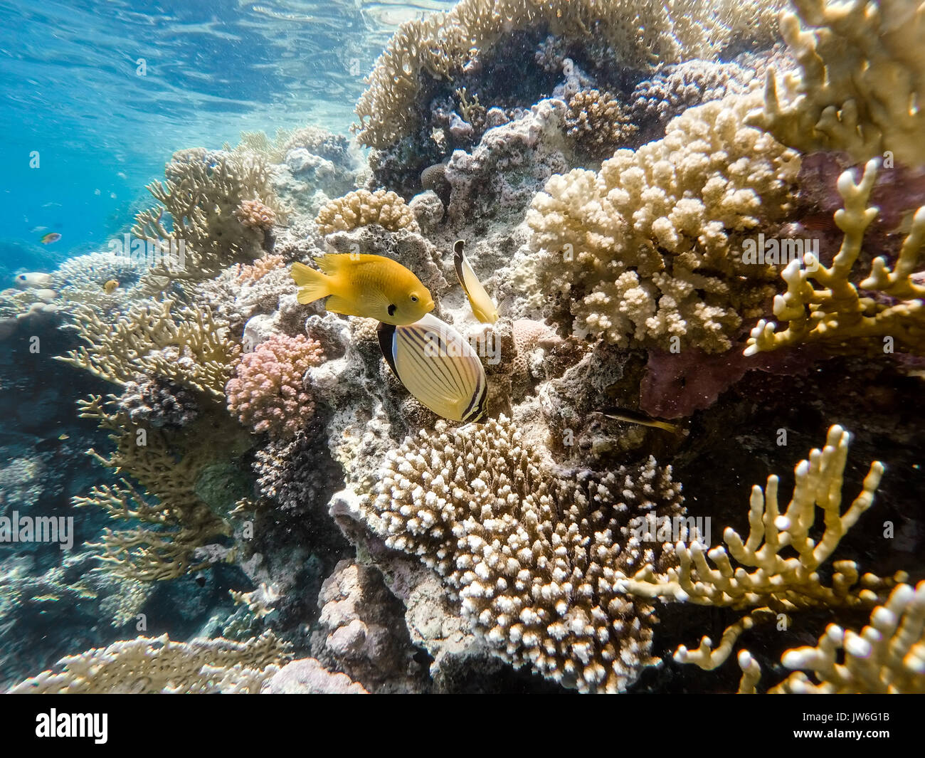 Red Sea Sulphur Damselfish (Pomacentrus sulfureus) and Blacktail butterflyfish (Chaetodon austriacus) on coral garden in red sea, Marsa Alam, Egypt Stock Photo