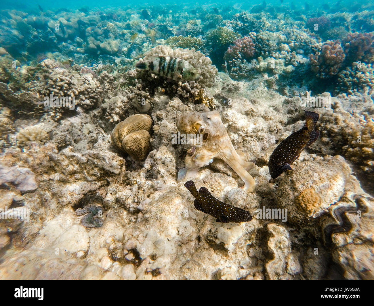 reef octopus (Octopus cyanea) known as big blue octopus change color to ...