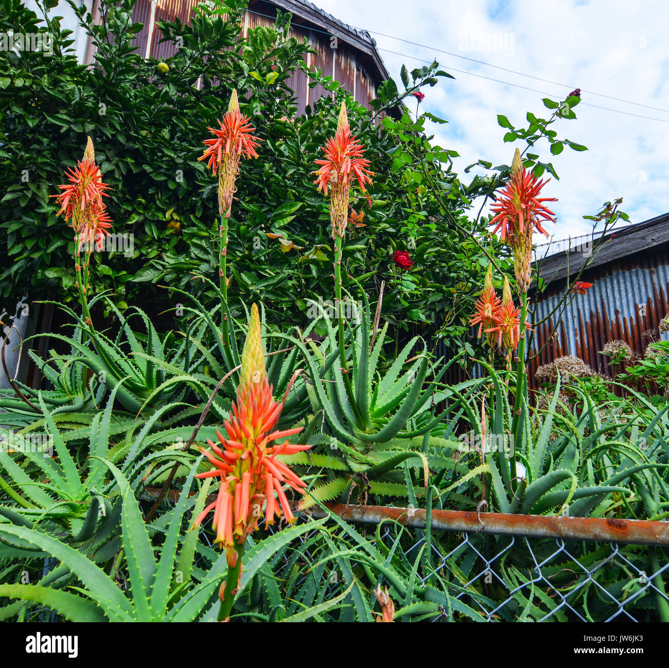 Aloe Succulent Plant (Aloe vera) with flowers at garden in Katsuura, Japan  Stock Photo - Alamy