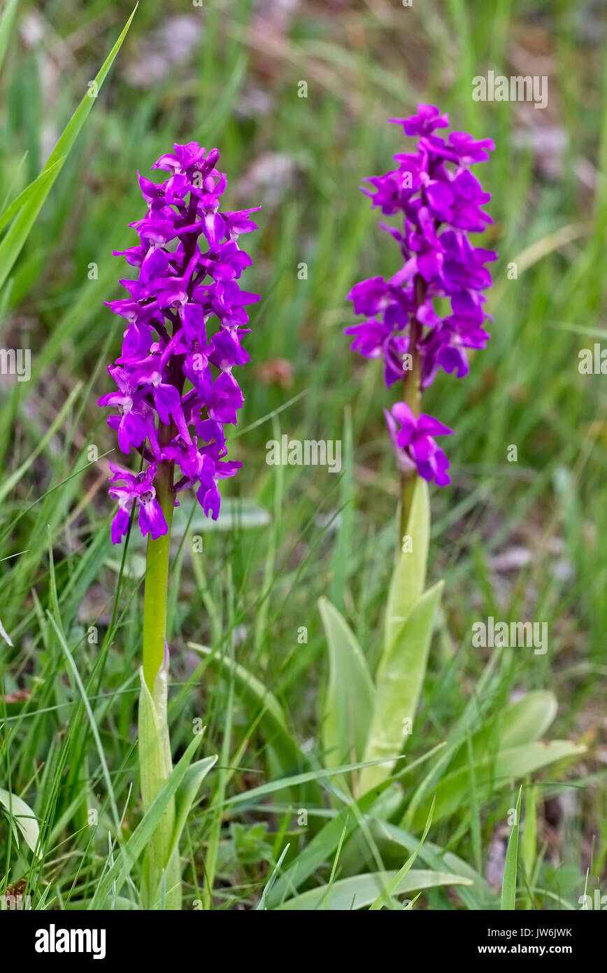 Two Green-winged Orchids (Orchis morio), Eifel, Germany. Stock Photo