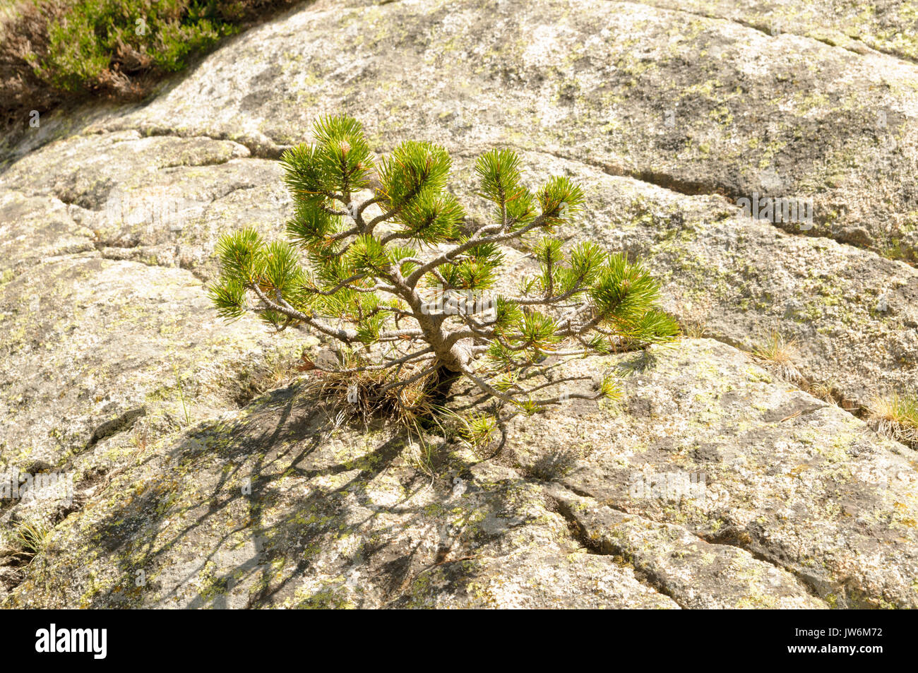 Hardship and survival concept. Young pine tree struggles to survive while growing in a rock. Photographed in the Spanish Pyrenees Stock Photo