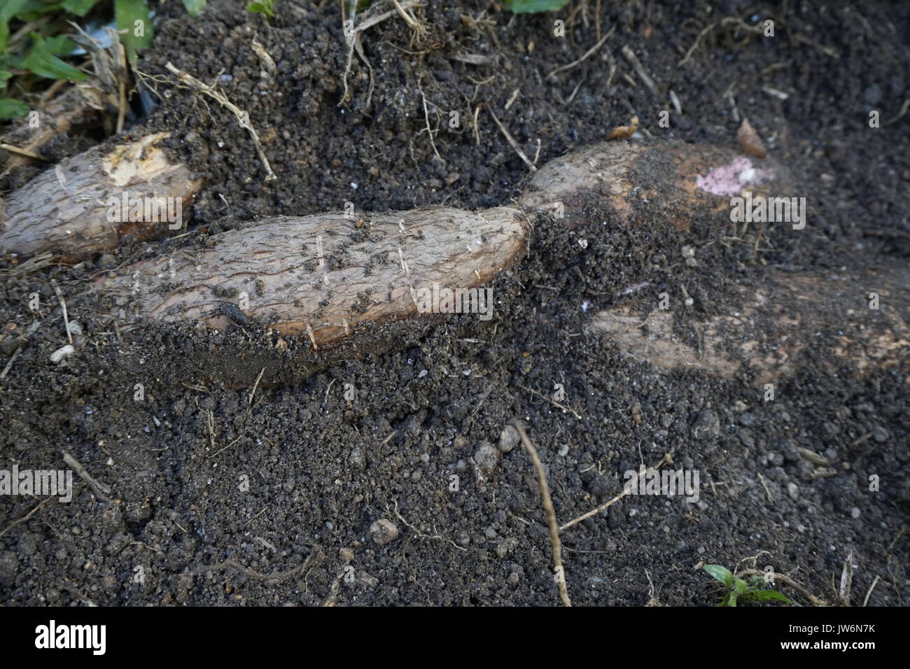 tapioca roots exposed Stock Photo