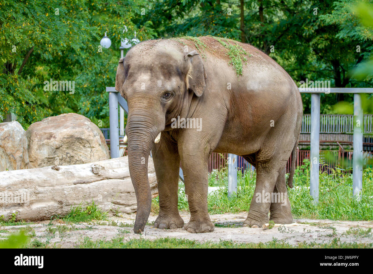 And the image of a large elephant walks in the enclosure of the zoo Stock Photo
