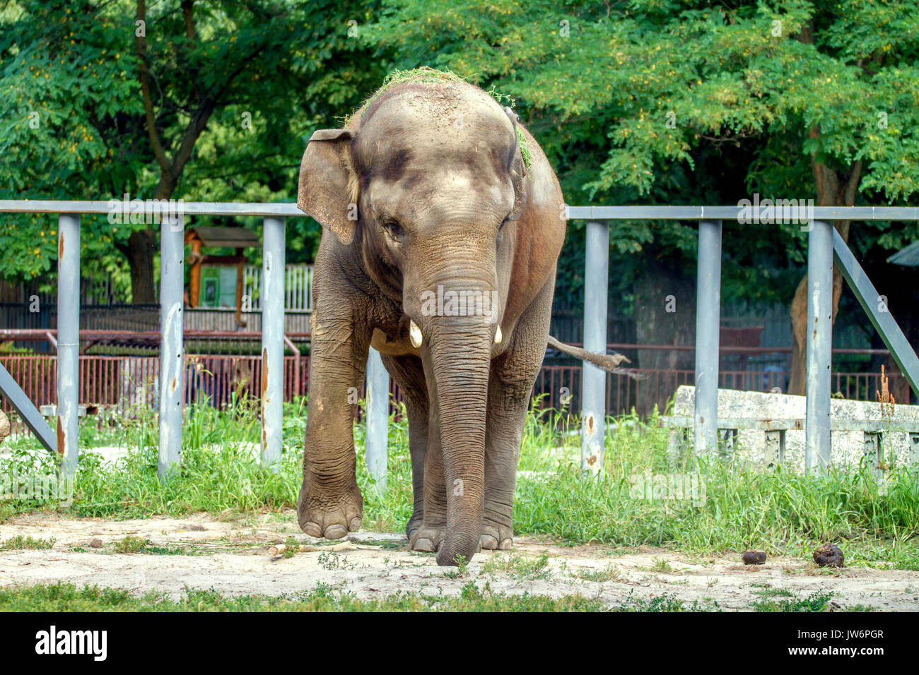 And the image of a large elephant walks in the enclosure of the zoo Stock Photo