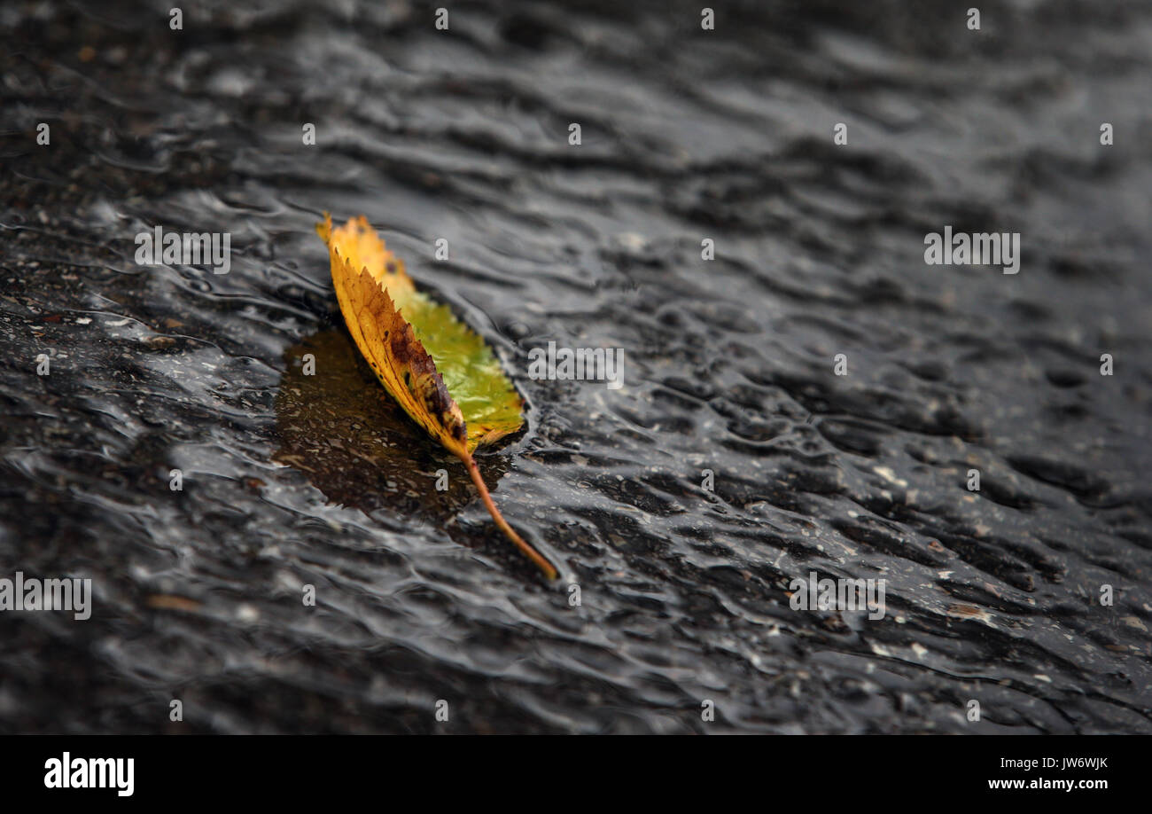 Aitrang, Germany. 10th July, 2017. dpatop - An autumn-like coloured leaf lying under the rain near Aitrang, Germany, 10 July 2017. Photo: Karl-Josef Hildenbrand/dpa/Alamy Live News Stock Photo