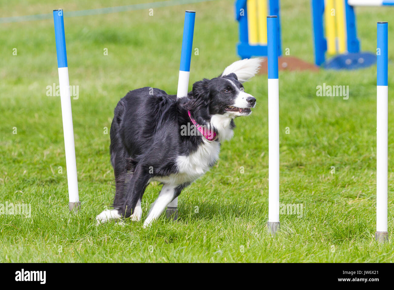 j and j agility